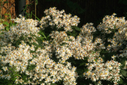 Aster divaricatus bestellen